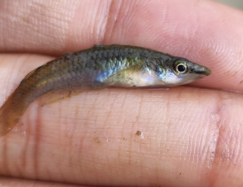 Blue eye (Aplocheilus panchax) — Aplocheilidae — 3