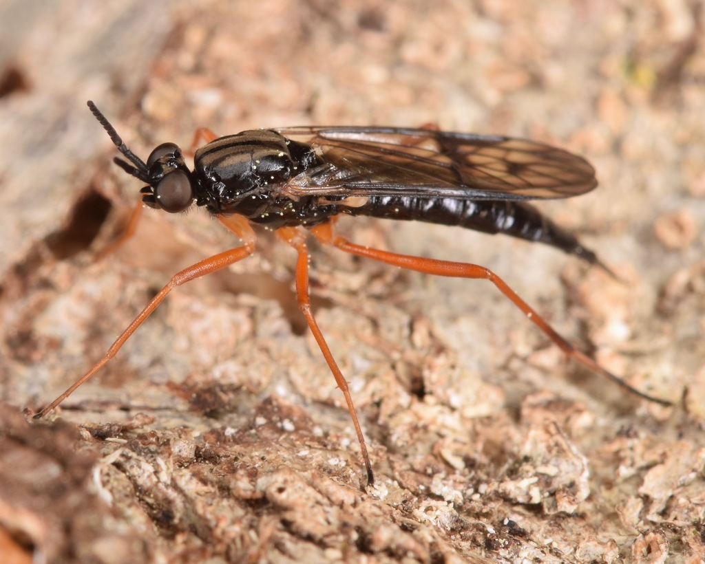 Xylophagus reflectens