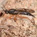 Xylophagus reflectens - Photo (c) skitterbug, algunos derechos reservados (CC BY), subido por skitterbug