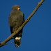 East African Harrier-Hawk - Photo (c) Gawie Malan, some rights reserved (CC BY-NC), uploaded by Gawie Malan