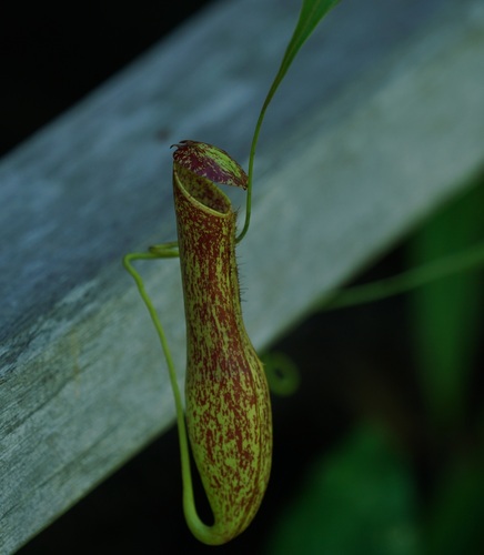 Nepenthes gracilis