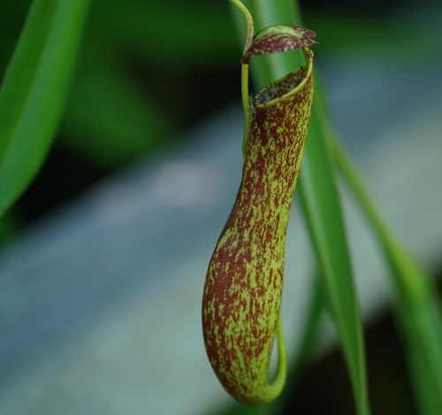 Nepenthes gracilis