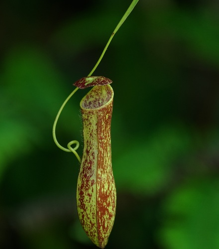 Nepenthes gracilis