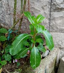 Catharanthus roseus