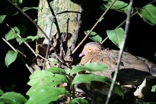 Ruddy Quail-Dove (Geotrygon montana), photo 1