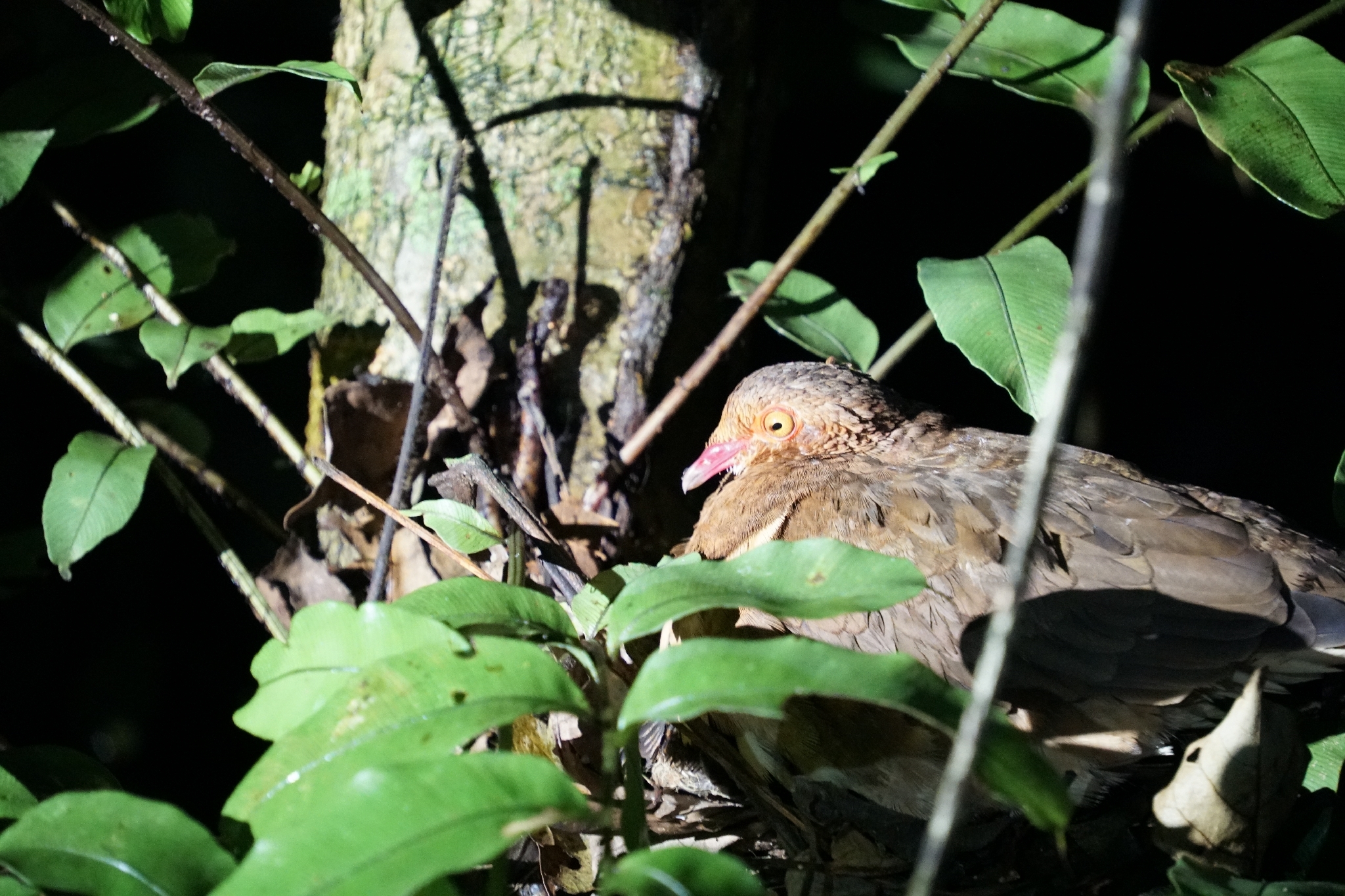 Ruddy Quail-Dove (Geotrygon montana), photo 1