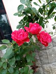 Rosa