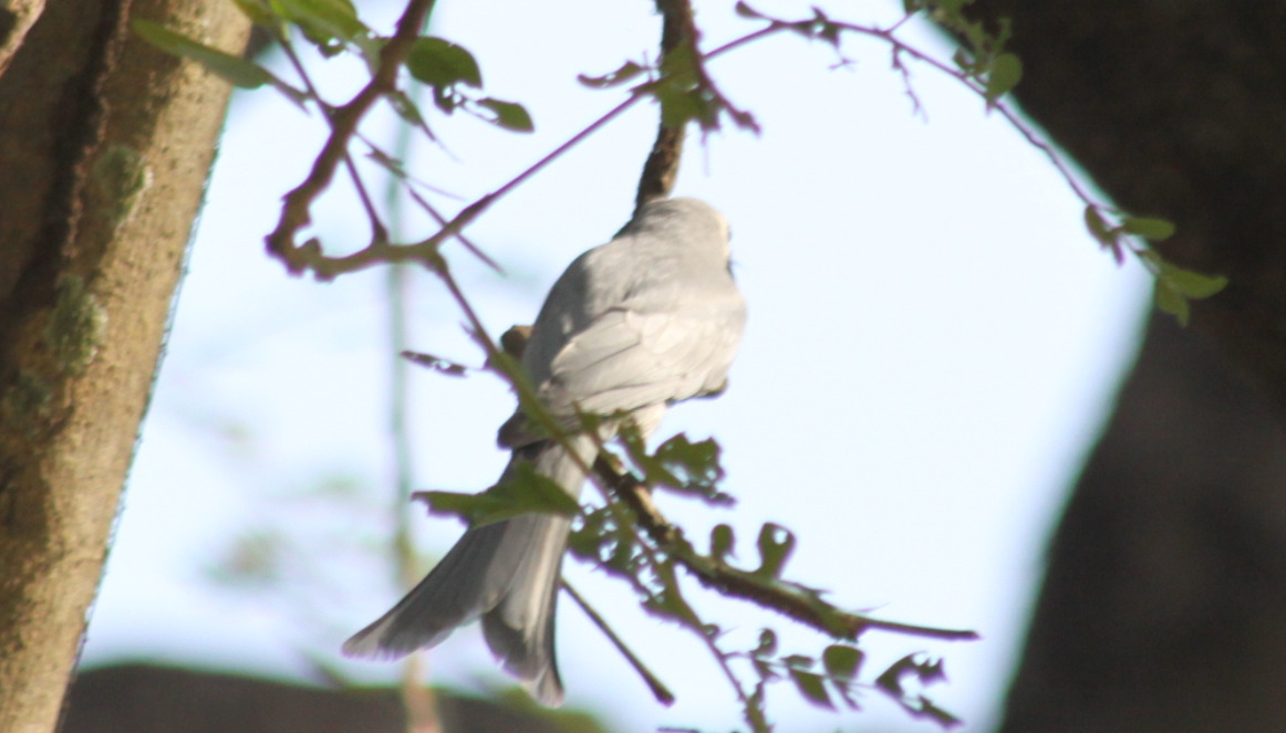 Ashy Drongo (Dicrurus leucophaeus), photo 5