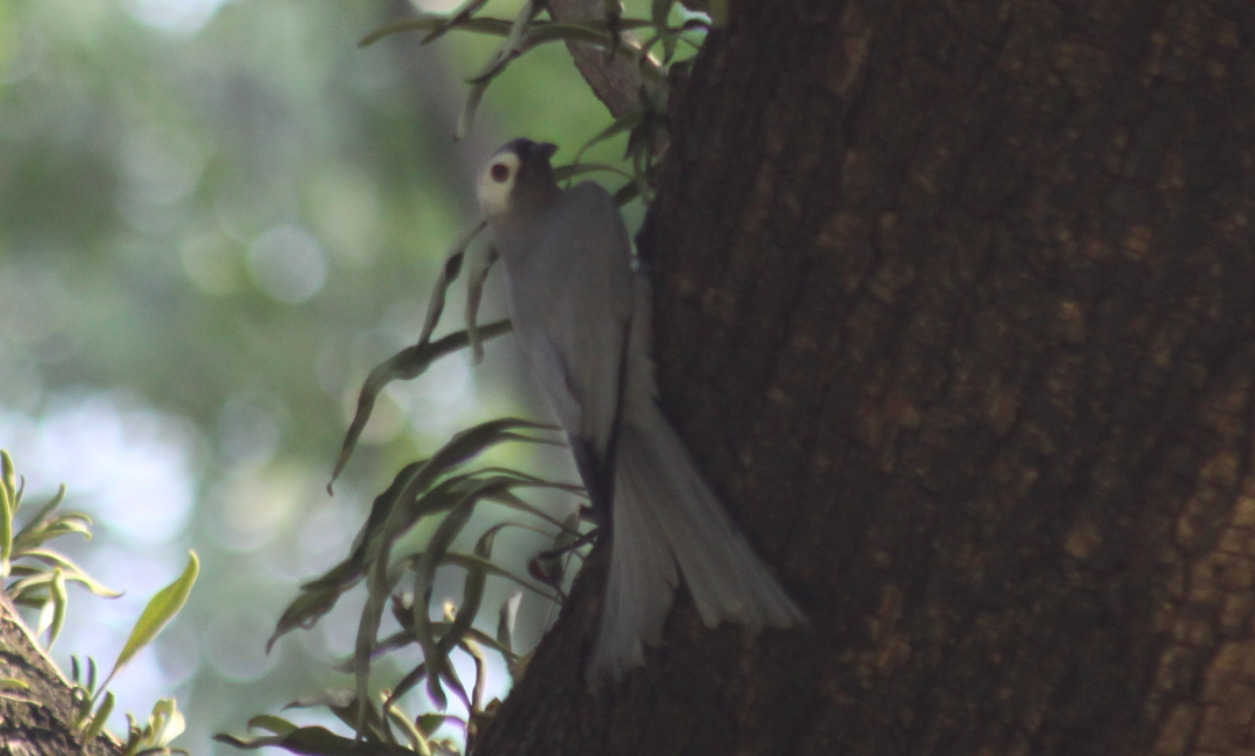 Ashy Drongo (Dicrurus leucophaeus), photo 3