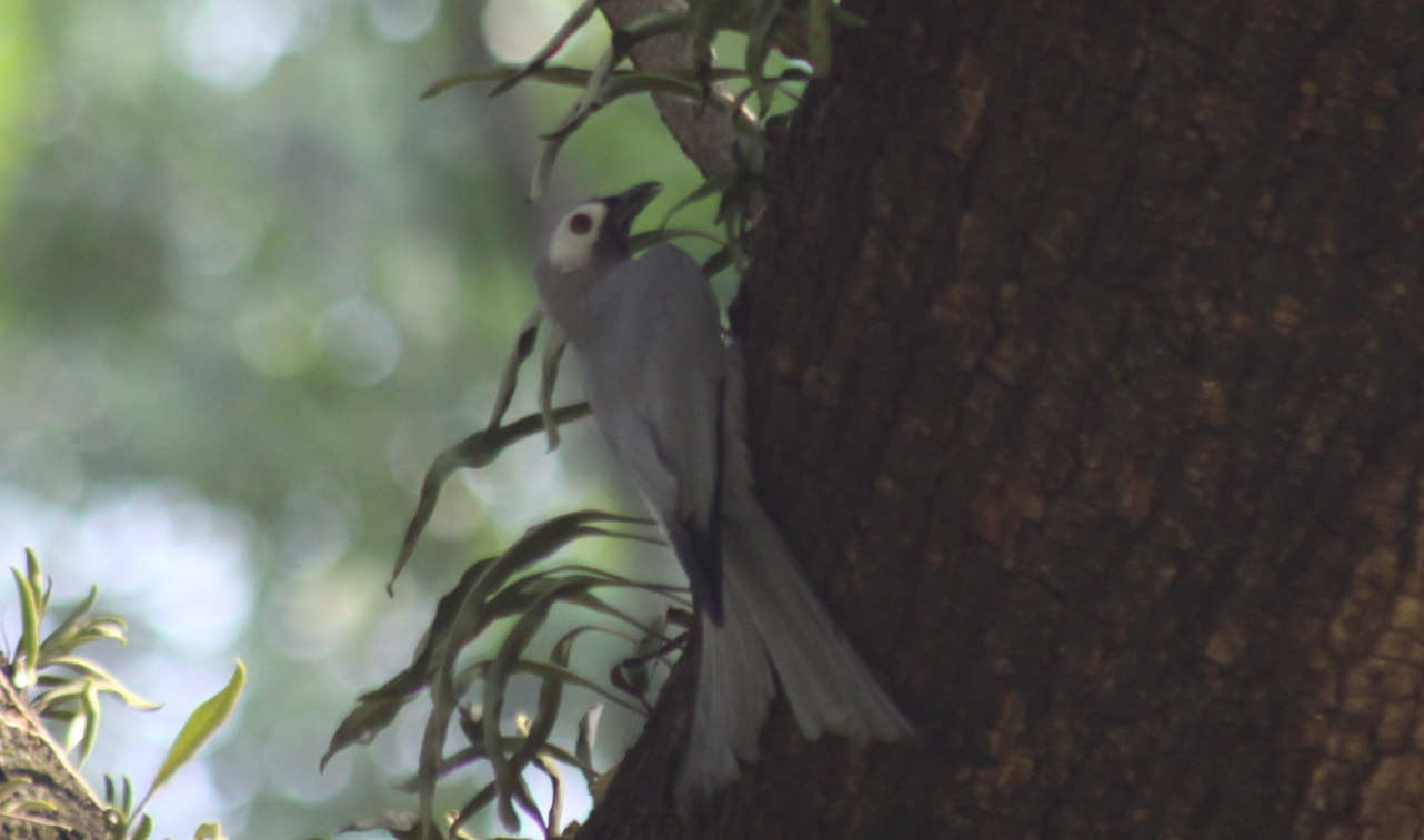 Ashy Drongo (Dicrurus leucophaeus), photo 2