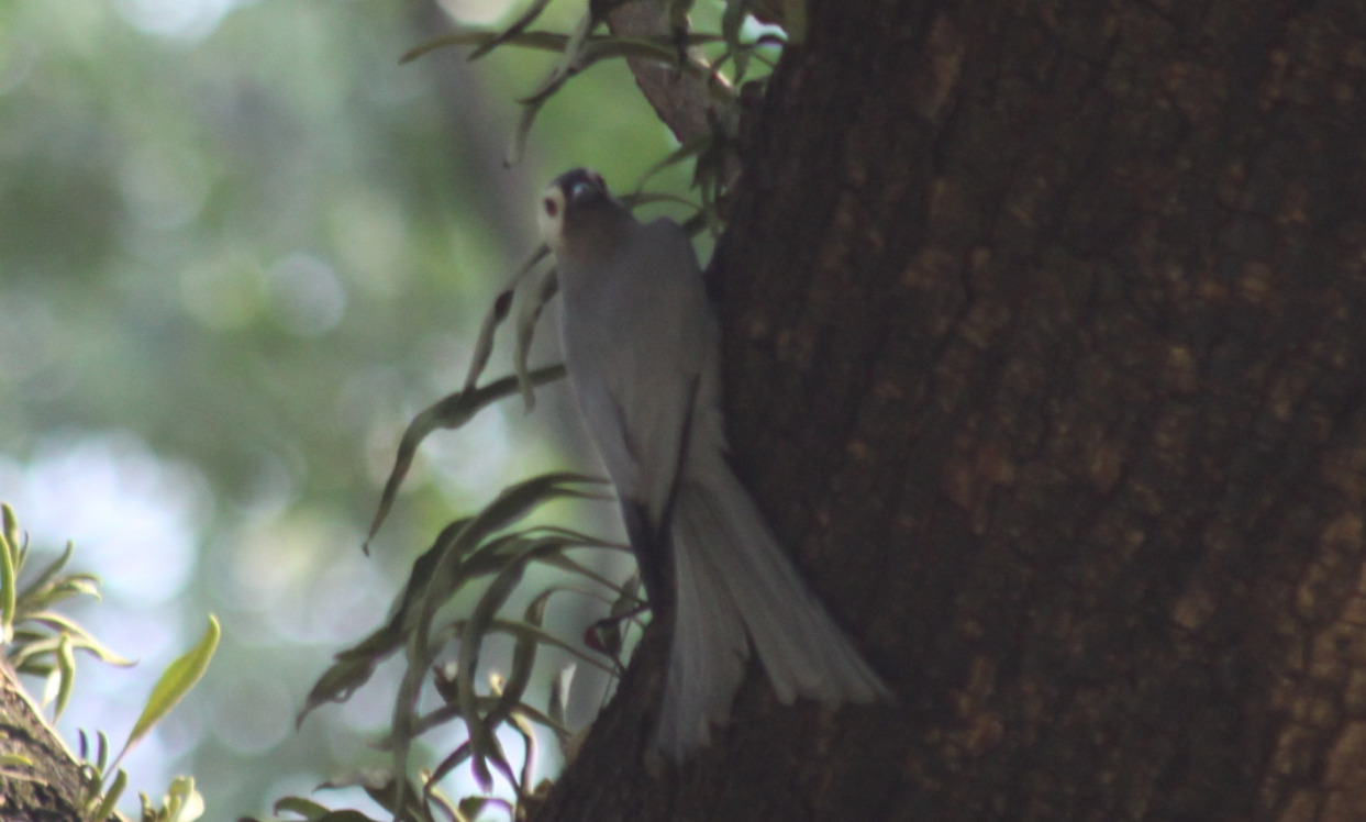 Ashy Drongo (Dicrurus leucophaeus), photo 4