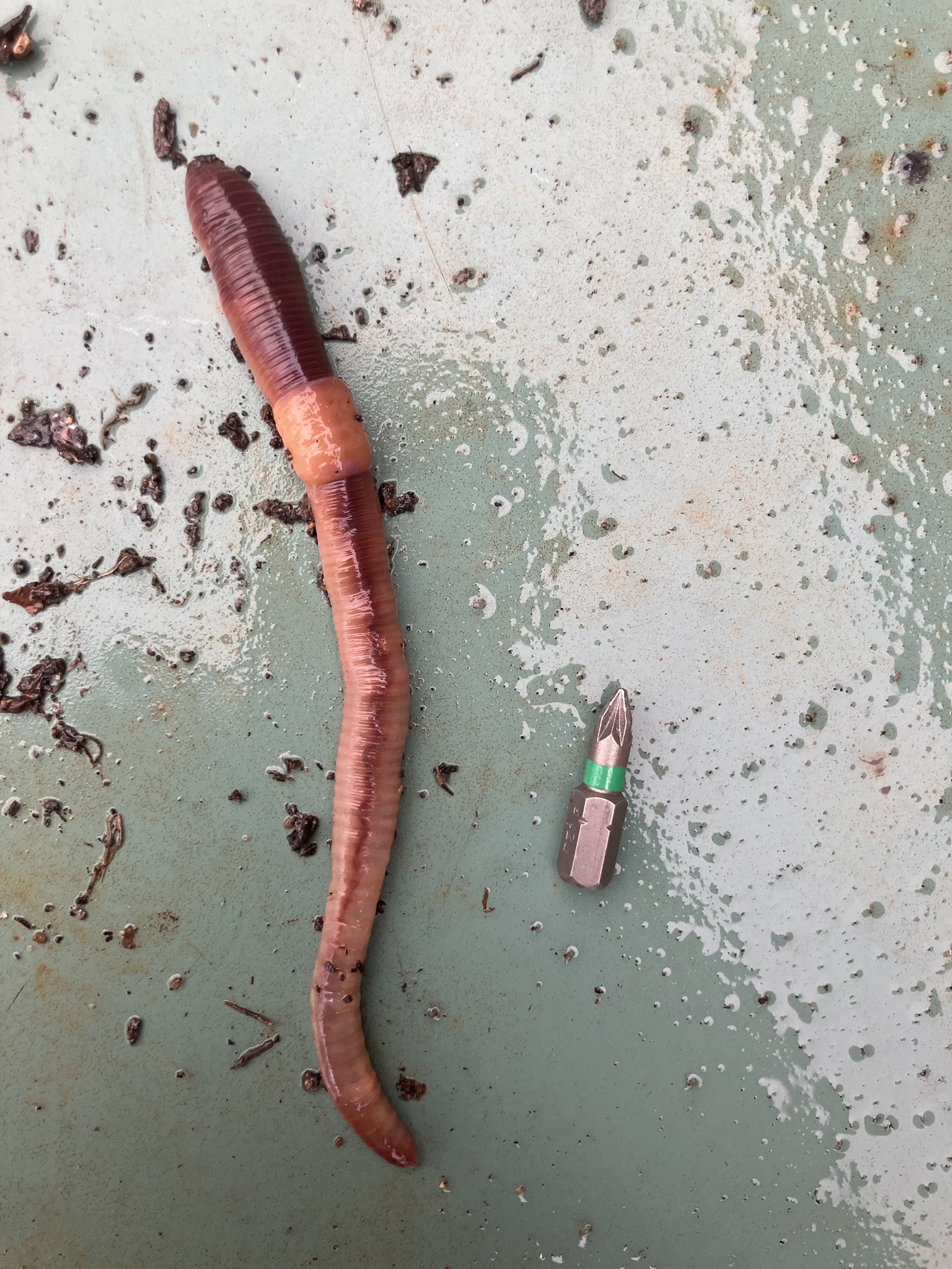 Lumbricus terrestris Linnaeus, 1758