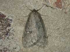 Paleacrita merriccata