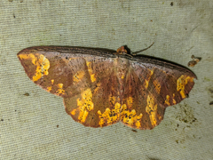 Oenoptila violacearia