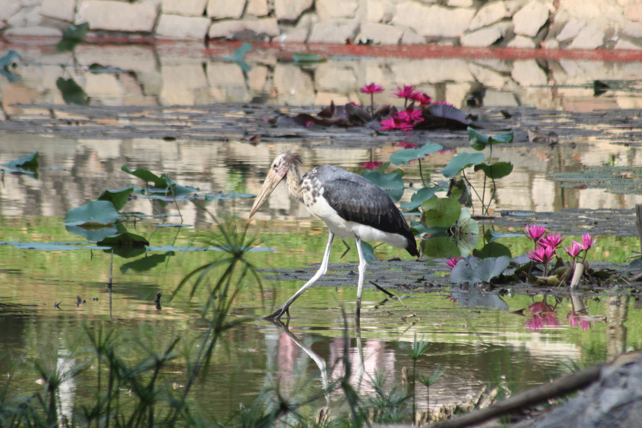 Lesser Adjutant (Leptoptilos javanicus), photo 3