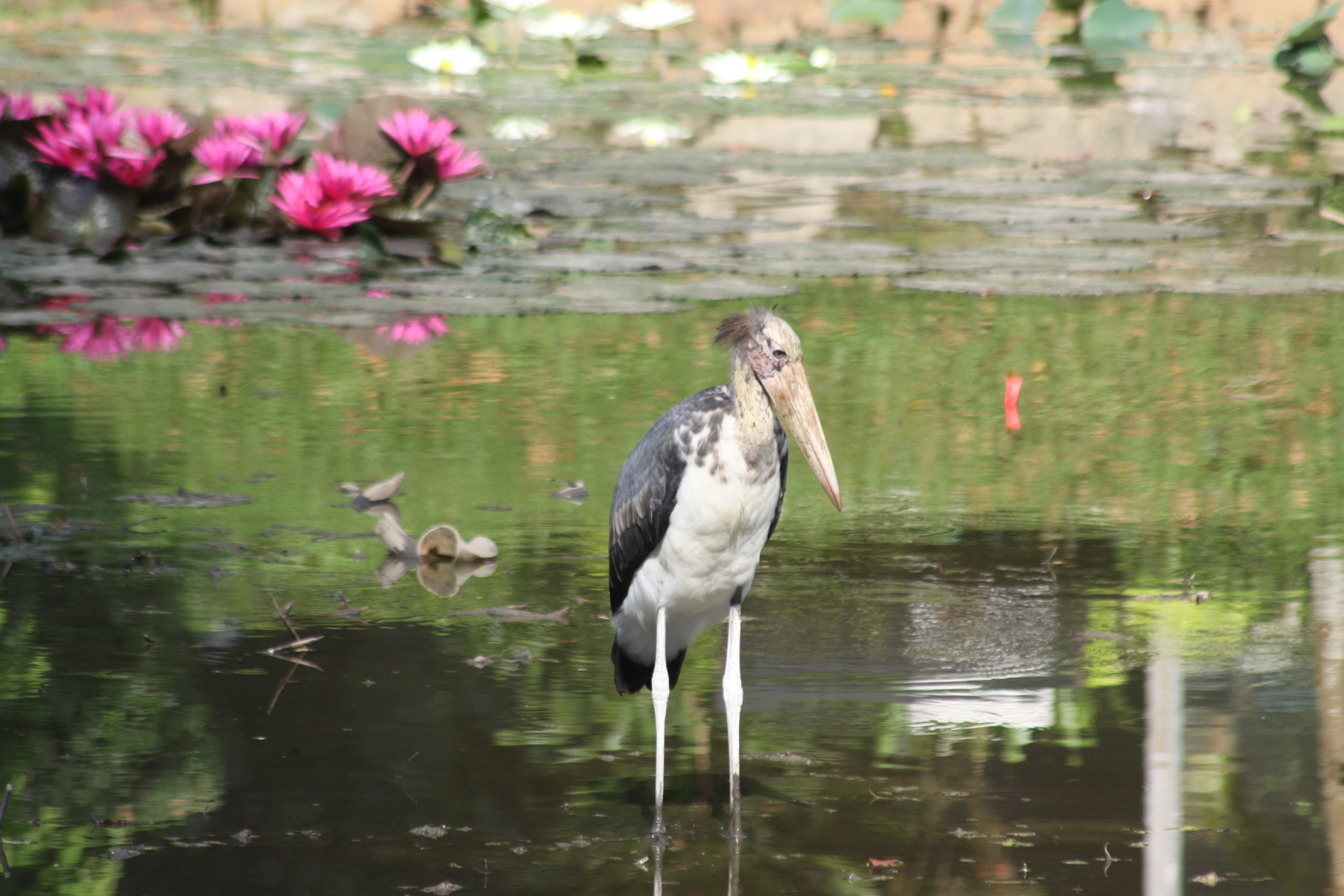 Lesser Adjutant (Leptoptilos javanicus), photo 5