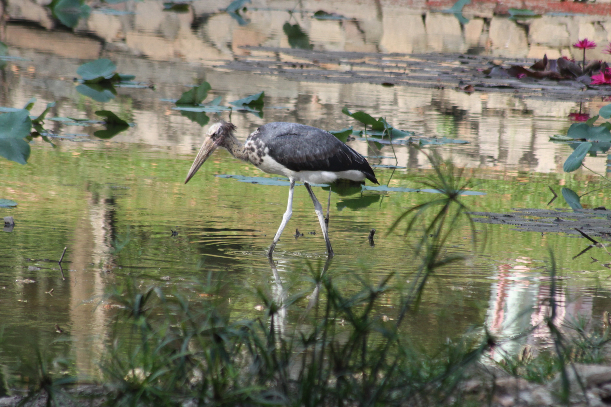 Lesser Adjutant (Leptoptilos javanicus), photo 2