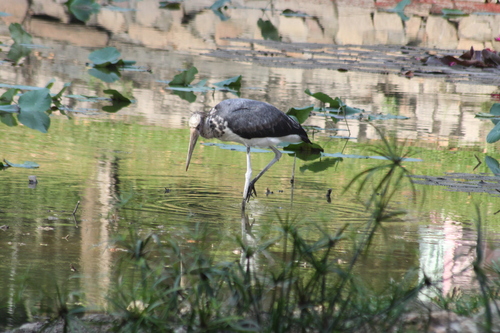 Lesser Adjutant (Leptoptilos javanicus), photo 9