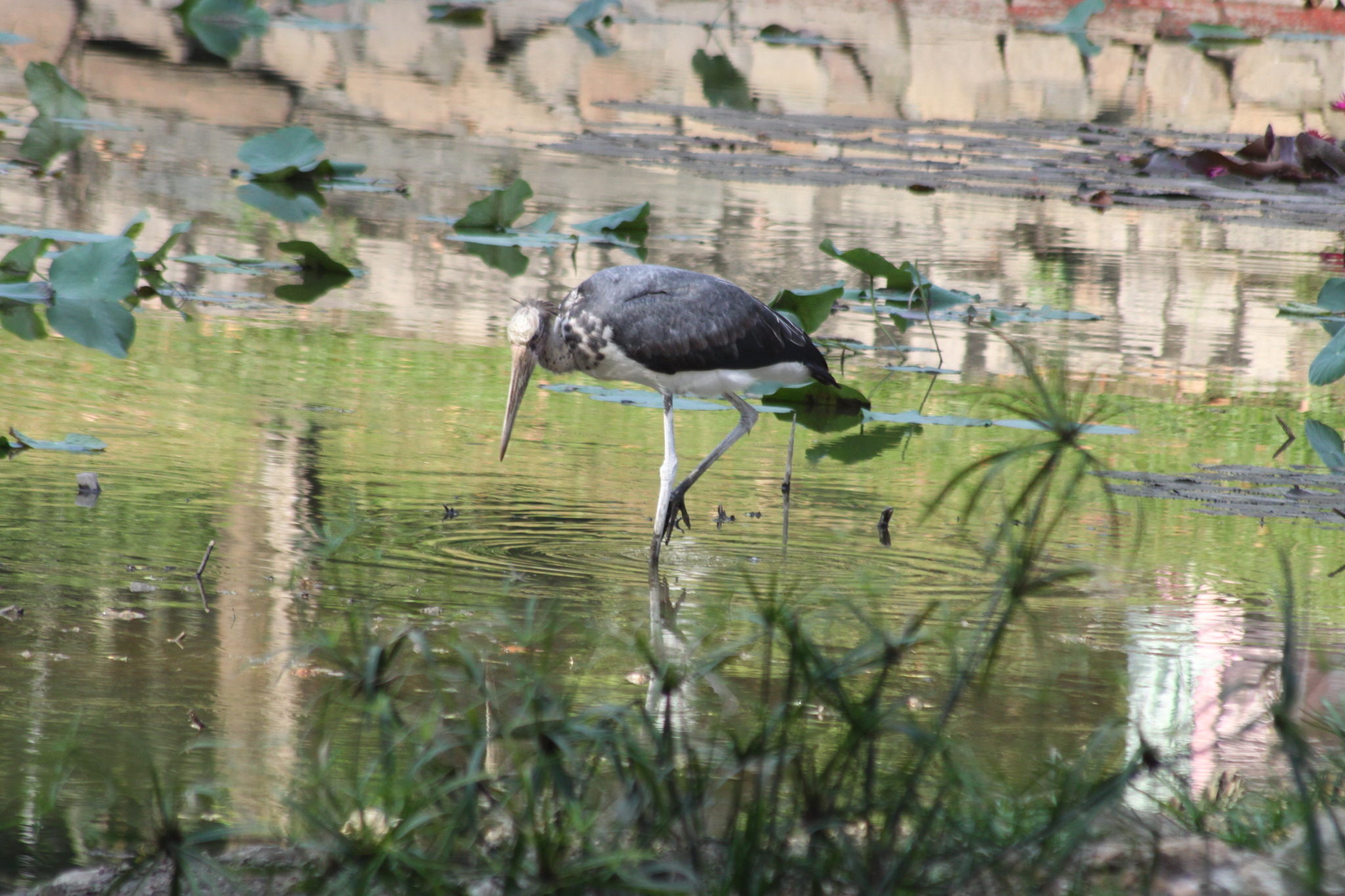 Lesser Adjutant (Leptoptilos javanicus), photo 4