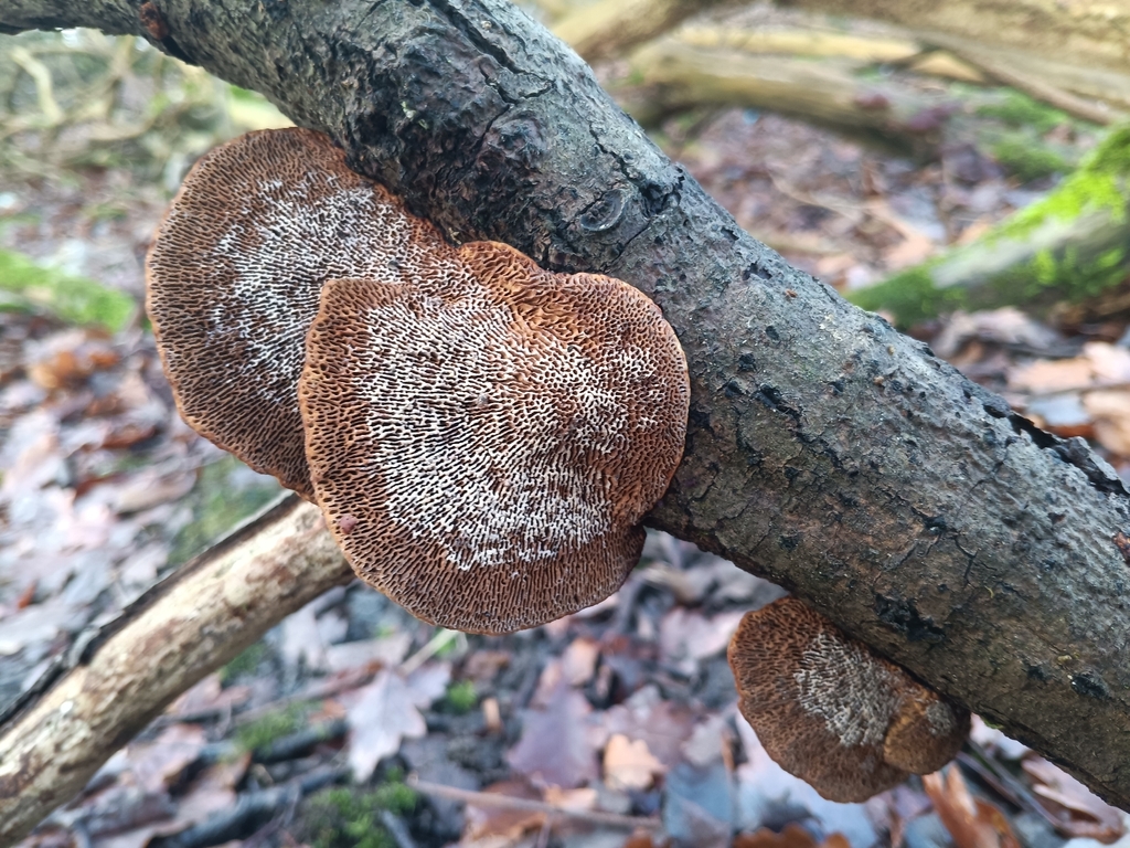 Daedaleopsis confragosa · January 2026 · photo: © considerthelilies (iNaturalist, cc-by)