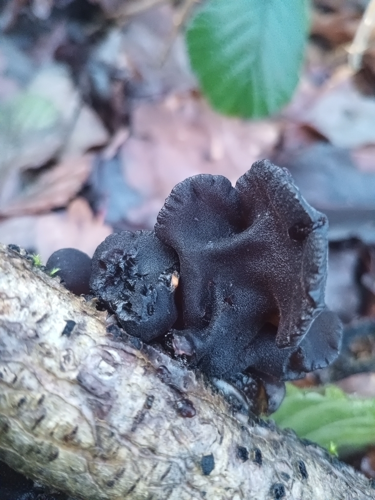 Exidia glandulosa · January 2026 · photo: © considerthelilies (iNaturalist, cc-by)