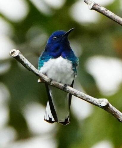 White-necked Jacobin (Florisuga mellivora), photo 9