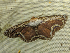 Sabulodes ornatissima