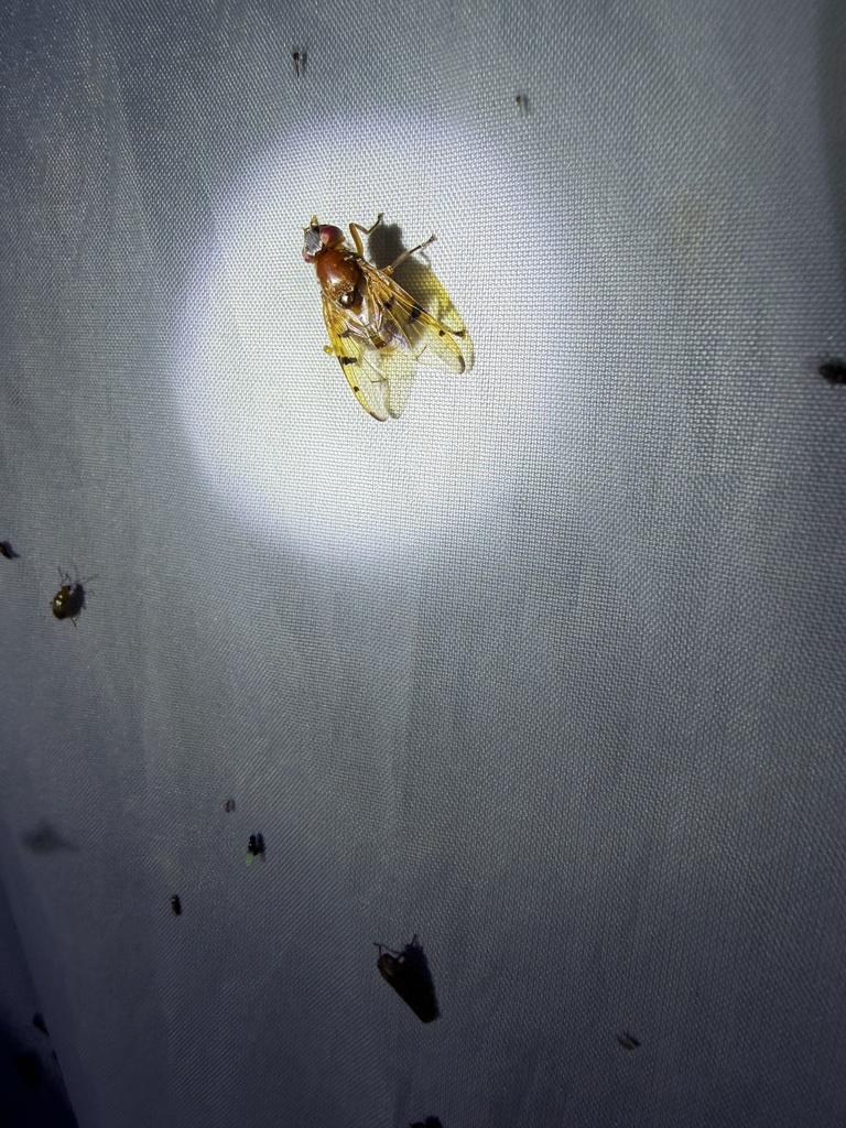 Lamprogaster rugifacies