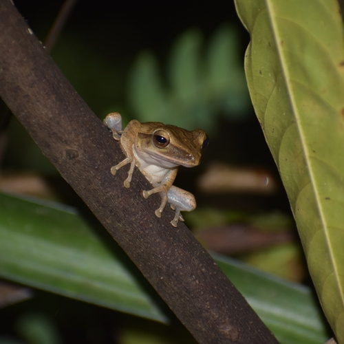 Polypedates leucomystax