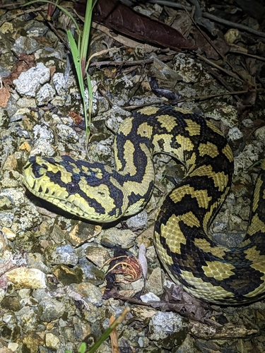 Carpet Python