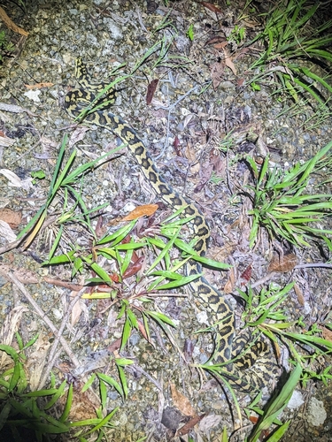 Carpet Python
