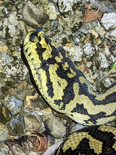 Carpet Python
