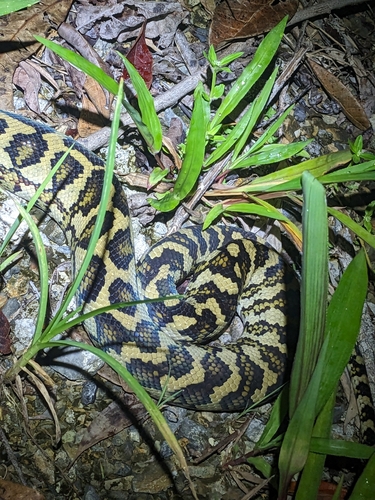Carpet Python
