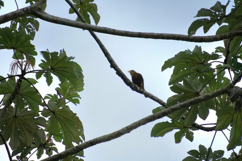 Russet-backed Oropendola (Psarocolius angustifrons), photo 3