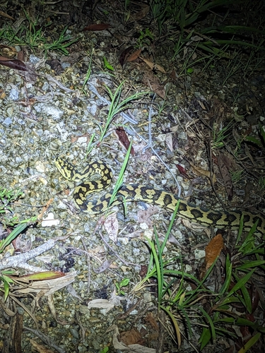 Carpet Python