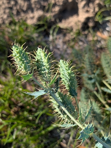 thistle poppy (Argemone polyanthemos)