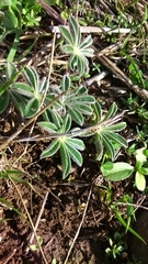 Lupinus pilosus