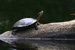 Trachemys venusta cataspila