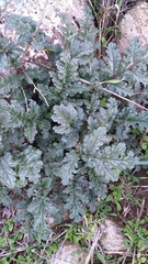 Scrophularia rubricaulis