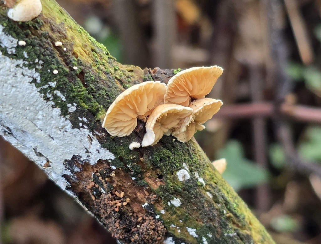 Crepidotus · January 2026 · photo: © sabear (iNaturalist, cc0)