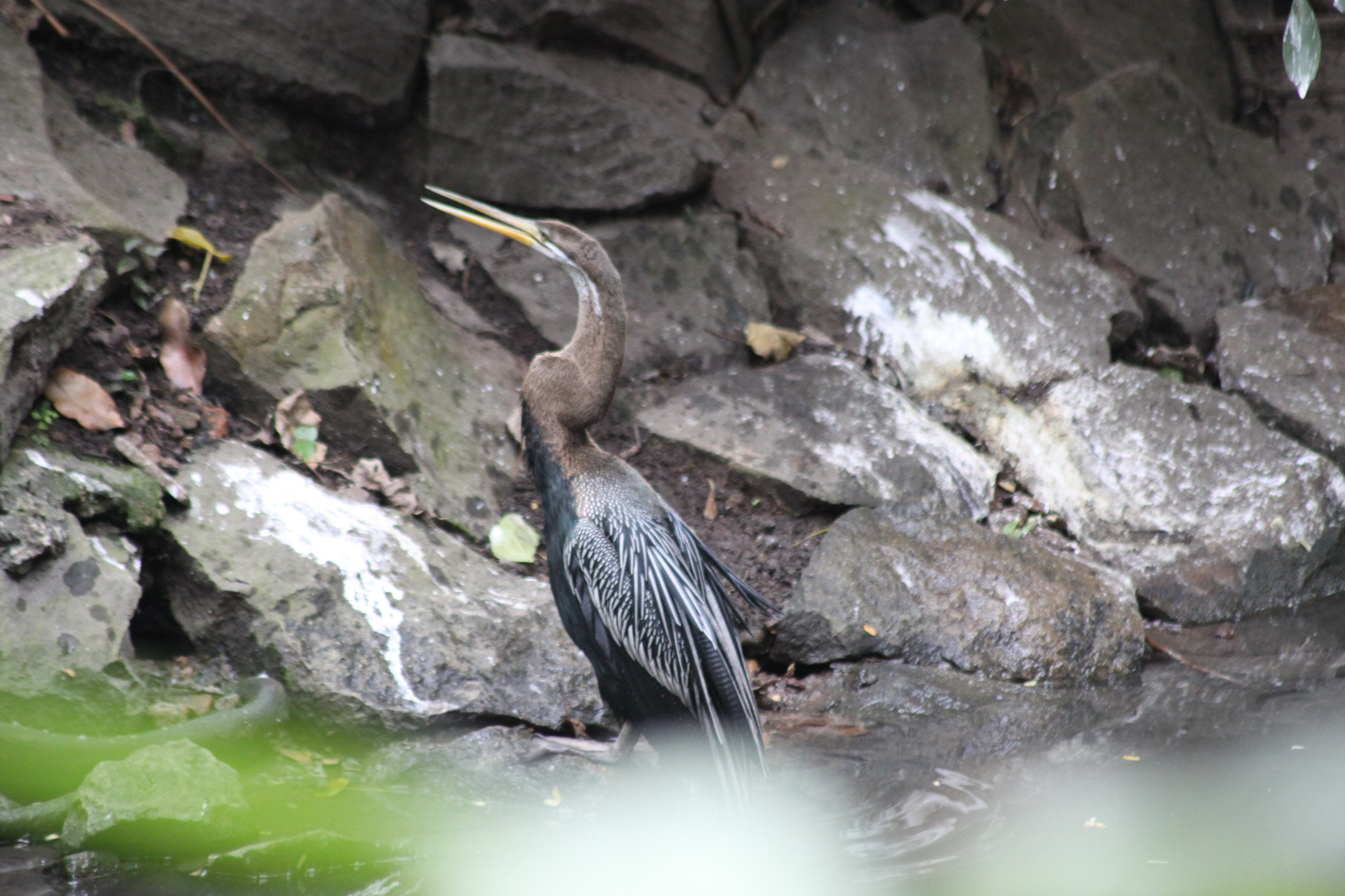 Oriental Darter (Anhinga melanogaster), photo 3