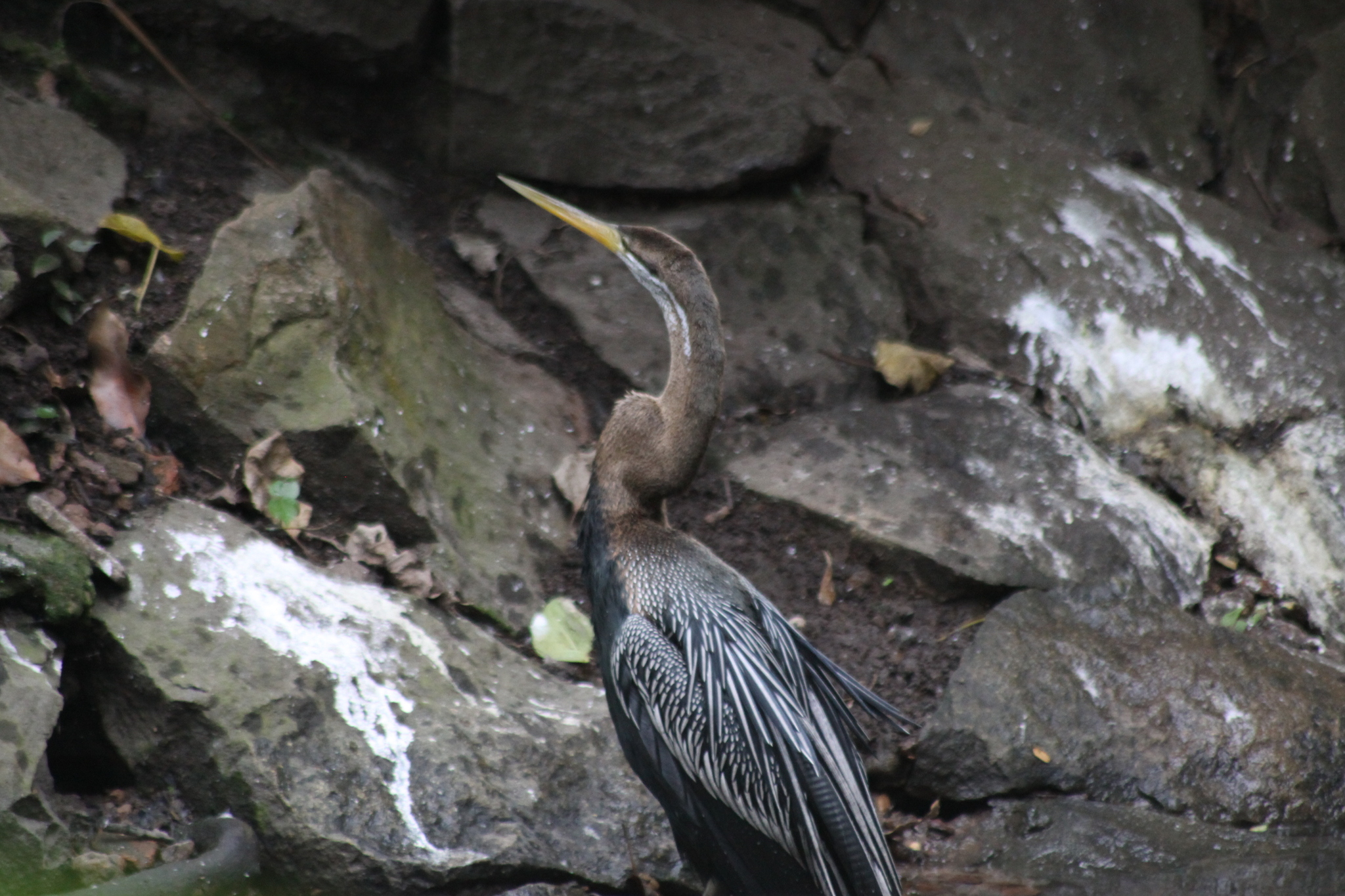 Oriental Darter (Anhinga melanogaster), photo 2
