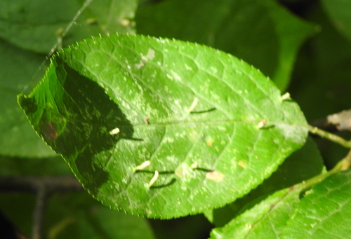 Phyllocoptes eupadi nuotrauka