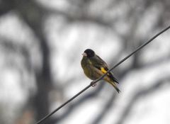 Chloris ambigua ambigua
