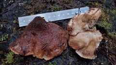 Amylocystis lapponica