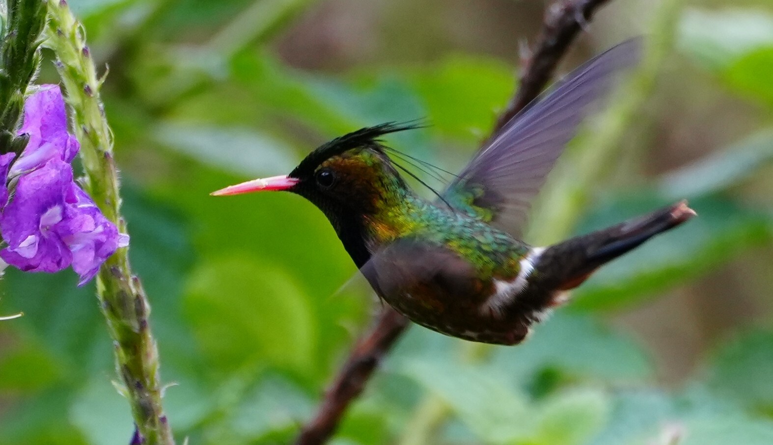 Black-crested Coquette (Lophornis helenae), photo 1