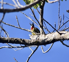 Xiphidiopicus percussus