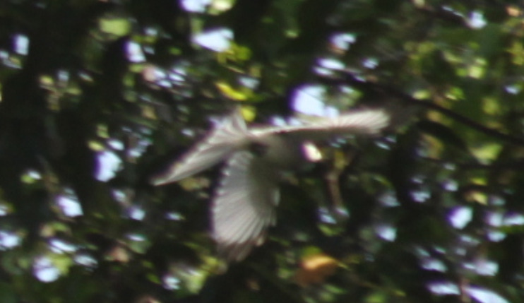 Ashy Drongo (Dicrurus leucophaeus), photo 7
