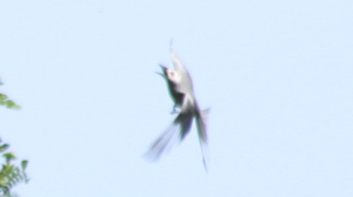 Ashy Drongo (Dicrurus leucophaeus), photo 6