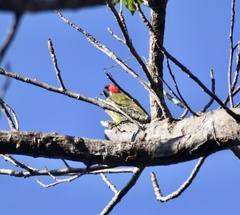 Xiphidiopicus percussus